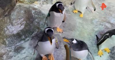 Работники Московского зоопарка устроили пингвинам утренний душ - mur.tv