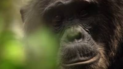 Ученые из США выявили различия в работе генов человека и шимпанзе - mur.tv - Сша
