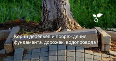 Корни деревьев и повреждения фундамента, дорожек, водопровода - sadogorod.club