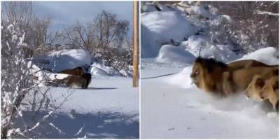 В зоопарке Денвера львы обрадовались внезапному снегу - mur.tv - Сша - штат Колорадо