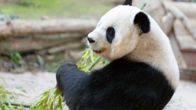 Большая панда напала на сотрудника бельгийского зоопарка - mur.tv - Бельгия