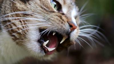 Очень страшный зверь: почему кошки бывают агрессивны - mur.tv - республика Крым - Симферополь