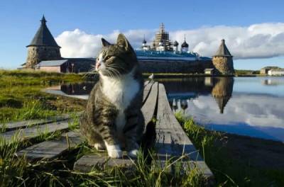 Пушистое сокровище: откуда на Руси взялись кошки и почему их так полюбили - porosenka.net - Русь