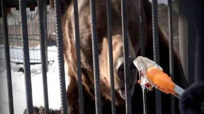 Вести. Для медведей красноярского зоопарка устроили “Мишкины потягушки” - mur.tv