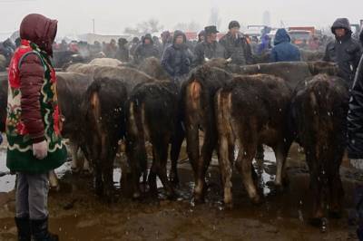 В Зауралье оштрафовали фермершу, у которой коровы истощены и живут в антисанитарии - mur.tv - Россия - Курганская обл.