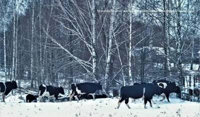 Одичавшие коровы в Чернобыле стали жить по законам предков. И отлично себя чувствуют! - mur.tv