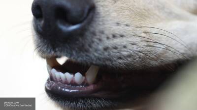 Павел Глазков - Биолог заявил о необходимости усыпления больных и агрессивных собак - mur.tv