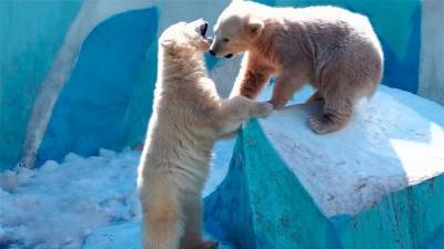 Вести. Зоозащитники просят не отправлять новосибирских медвежат в Китай - mur.tv - Китай - Новосибирск