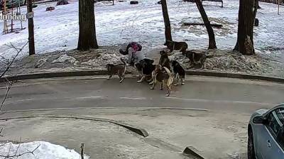 За нападение 8 собак на воронежскую школьницу пожурили сотрудника управы - mur.tv