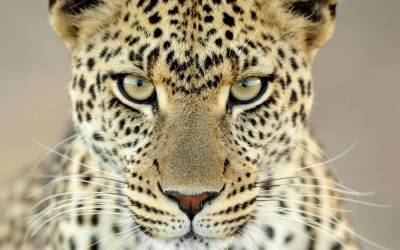 Самку леопарда по кличке Шейла вернут из Барнаула в Северский зоопарк - mur.tv - Барнаул