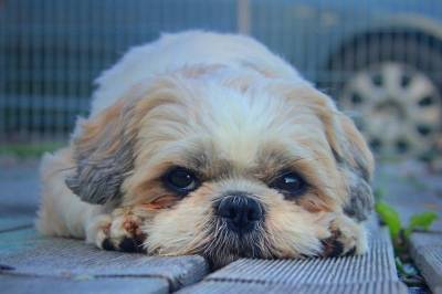 Эксперты предложили ввести налог на некастрированных собак - mur.tv