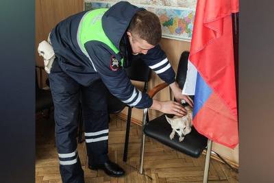 Сотрудники ГИБДД остановили движение, чтобы спасти выбежавшую на проезжую часть собаку - mur.tv