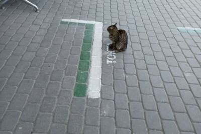 Московские пожарные спасли кошку из стиральной машины - mur.tv - Москва
