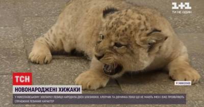В Николаевском зоопарке показали пару новорожденных львят - mur.tv