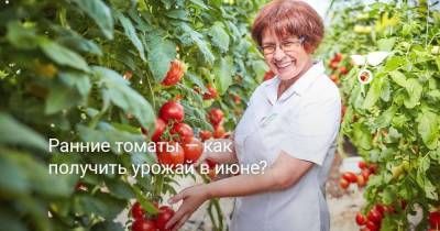 Ранние томаты — как получить урожай в июне? - sadogorod.club