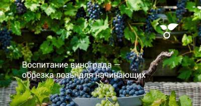 Воспитание винограда — обрезка лозы для начинающих - sadogorod.club - Виноград