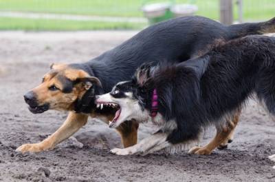 Зоозащитница: Россиян кусают домашние собаки, а дикие людей боятся - mur.tv - Россия - Санкт-Петербург