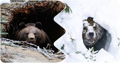 Интересные факты из жизни косолапых: как медведи проводят зимнюю спячку - mur.tv