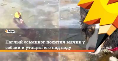 Наглый осьминог похитил мячик у собаки и утащил его под воду - mur.tv