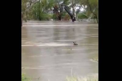 После наводнения из Австралии приходят кадры с плавающими кенгуру - mur.tv - Австралия