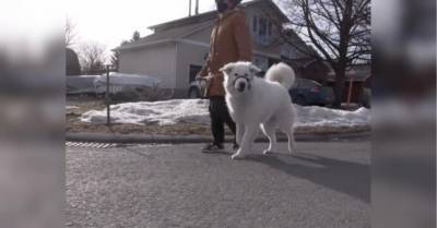 Собака спасла рухнувшую в обморок на улице хозяйку, остановив проезжавшую мимо машину видео - mur.tv - Канада - Оттава