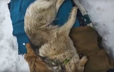Она застыла: в Уфе собака умерла после стерилизации - mur.tv - Уфа