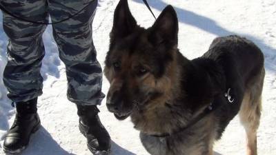 В Челябинской области служебная собака смогла найти украденные квадроциклы - mur.tv - Челябинская обл.