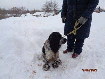 В Башкирии гонявшаяся за кошкой собака упала в колодец - mur.tv - республика Башкирия