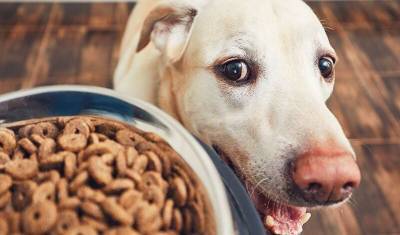Ветеринары составили рейтинг собак по склонности к ожирению - mur.tv - Англия