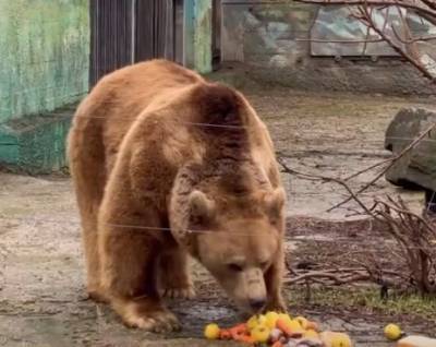 В зоопарке Ростова из спячки вышли гималайский и бурый медведи - mur.tv