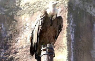 В Московском зоопарке умерла редкая птица из-за перчатки посетителя - mur.tv