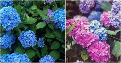 Простой способ изменить цвет вашей гортензии на розовый, синий и фиолетовый - cpykami.ru