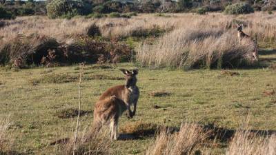В Австралии открыли новый вид кенгуру, умеющих лазать по деревьям - mur.tv - Австралия