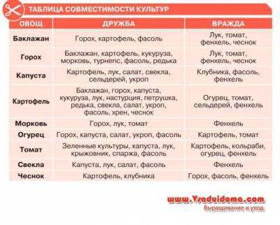 Какие овощи «дружат» между собой и почему – таблица совместимости культур - sadogorod.club