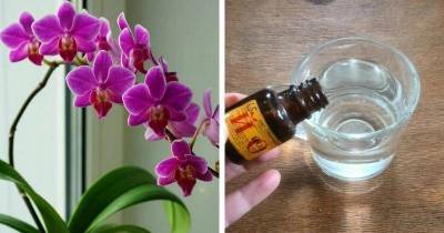 Орхидея даёт мало цветов? Подкормите простым аптечным йодом - lifehelper.one