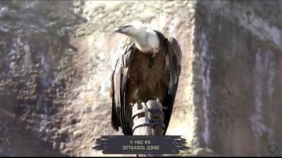 Редкая птица умерла в Московском зоопарке из-за перчатки посетителя - mur.tv - Россия