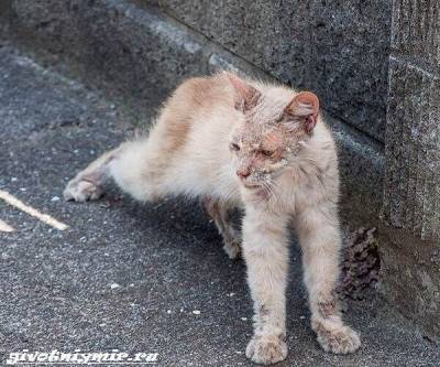 История удивительного перевоплощения больного кота в роскошного питомца - mur.tv