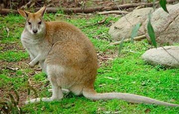 Ученые: В древности большие кенгуру жили на деревьях - mur.tv - Австралия