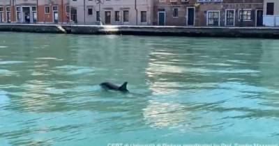 В каналах Венеции заметили дельфинов и сняли их на видео: на этот раз по-настоящему - mur.tv
