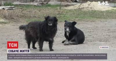 Как решить проблему бездомных собак на улицах Украины - mur.tv - Украина - Черкассы