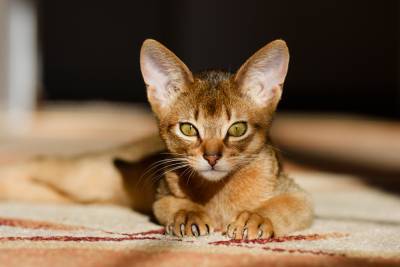 Чем интересна абиссинская порода кошек? - shkolazhizni.ru - Египет - Эфиопия