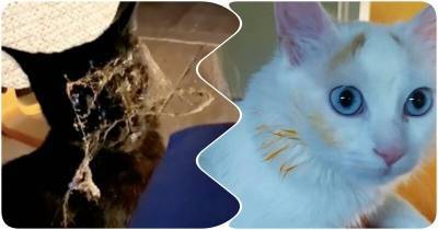 15 забавных котиков, которые немного уделались в грязи - mur.tv