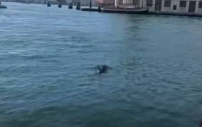 В водах Венеции заметили дельфинов - mur.tv