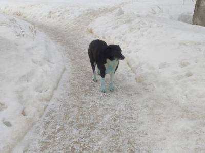Соцсети: синие собаки вновь замечены в Дзержинске - mur.tv - Дзержинск - территория Оргстекло