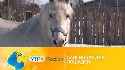 Утро России. Пансионат для лошадей - mur.tv - Россия
