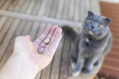 Как дать кошке таблетку и не пострадать - mur.tv