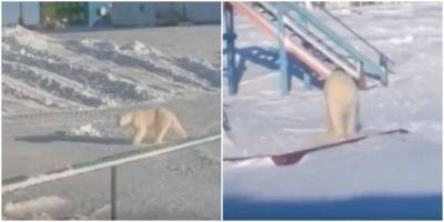 На Таймыре по детской площадке прошёлся белый медведь - mur.tv - Красноярский край