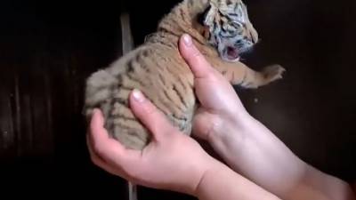 Вести. Полосатое пополнение: тигрица из застрявшего в Чите цирка родила двоих котят - mur.tv - Чита