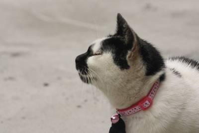 Ошейник для вашей кошки: носить или не носить - mur.tv