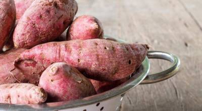 Секреты выращивания сладкого картофеля, батата в средней полосе - sadogorod.club - Колумбия